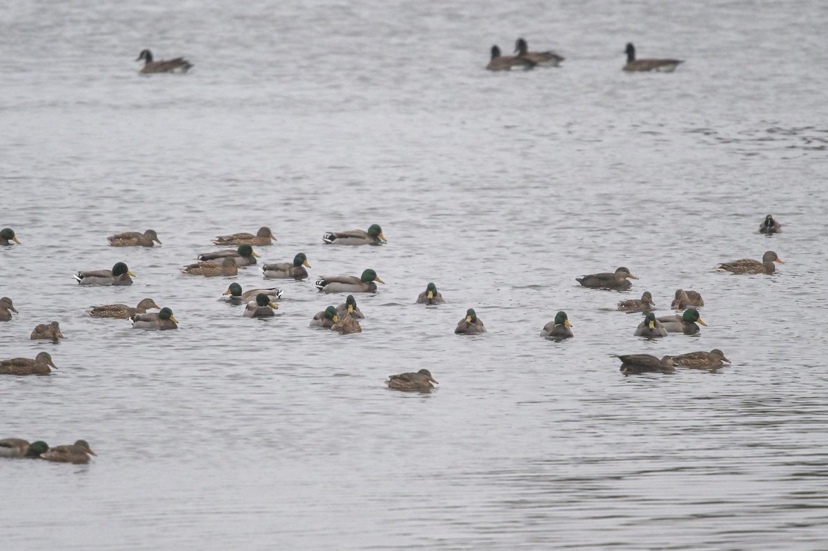 Mallard - ML611666720