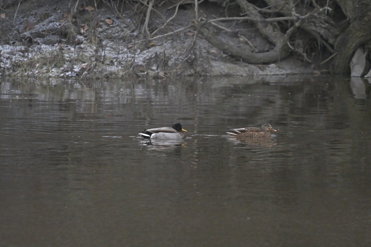 Mallard - ML611666755