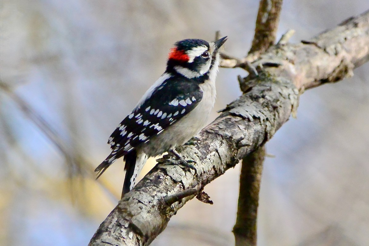 Downy Woodpecker - ML611666961