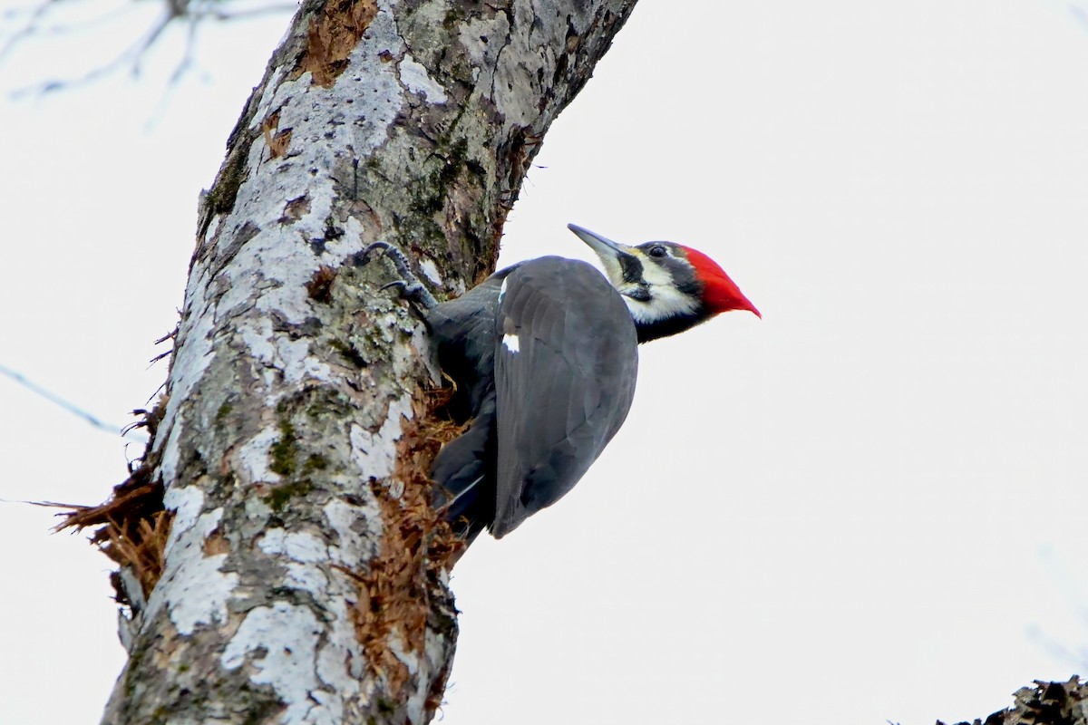 Pileated Woodpecker - ML611666971
