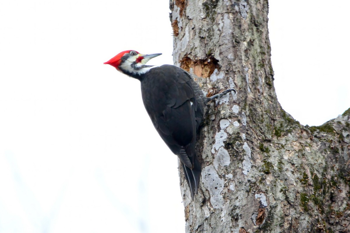 Pileated Woodpecker - ML611666972