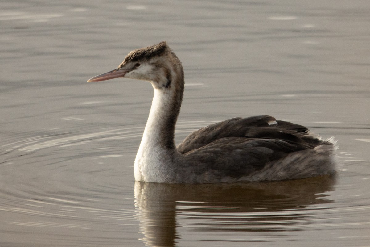 Great Crested Grebe - ML611667287