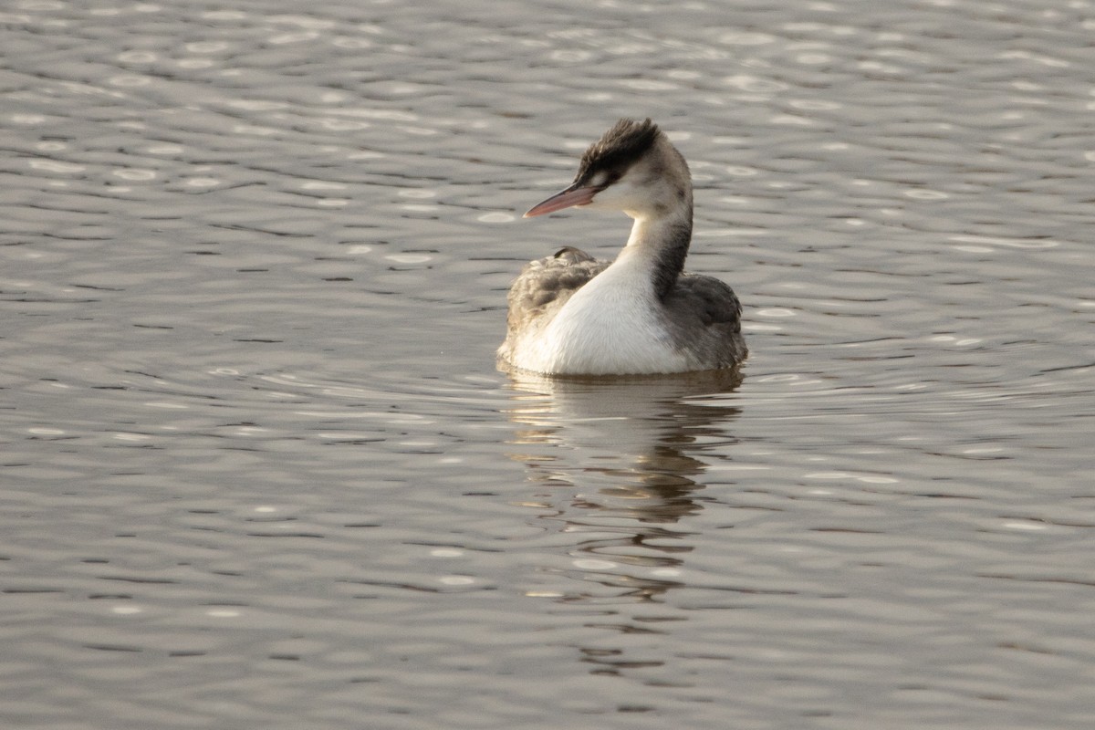 Great Crested Grebe - ML611667288