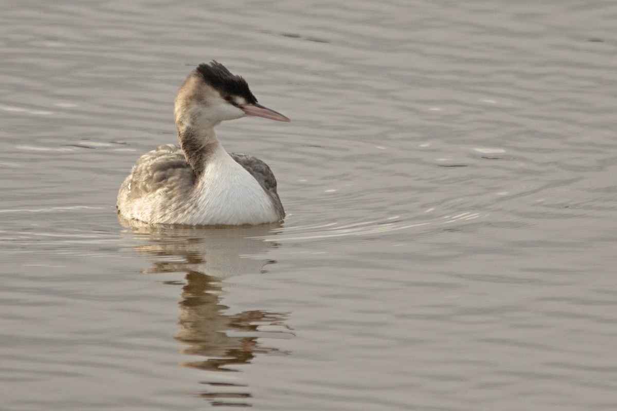 Great Crested Grebe - ML611667289