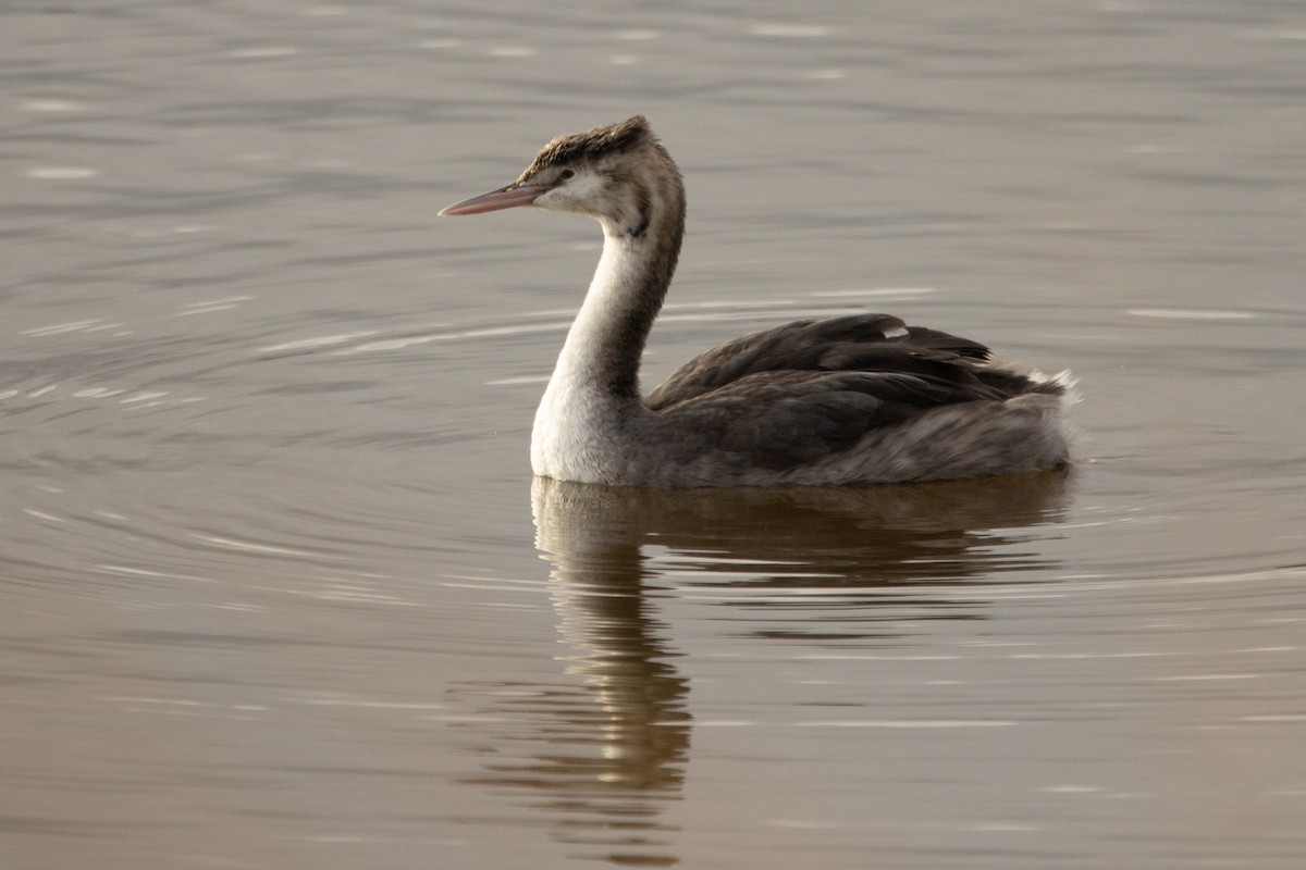 Great Crested Grebe - ML611667290
