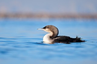 Pacific Loon