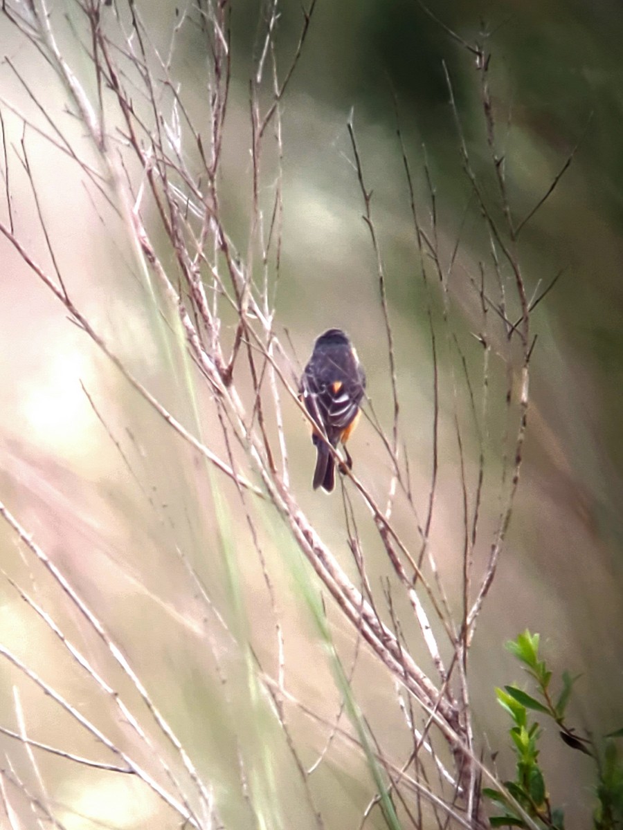 Tawny-bellied Seedeater - ML611667626
