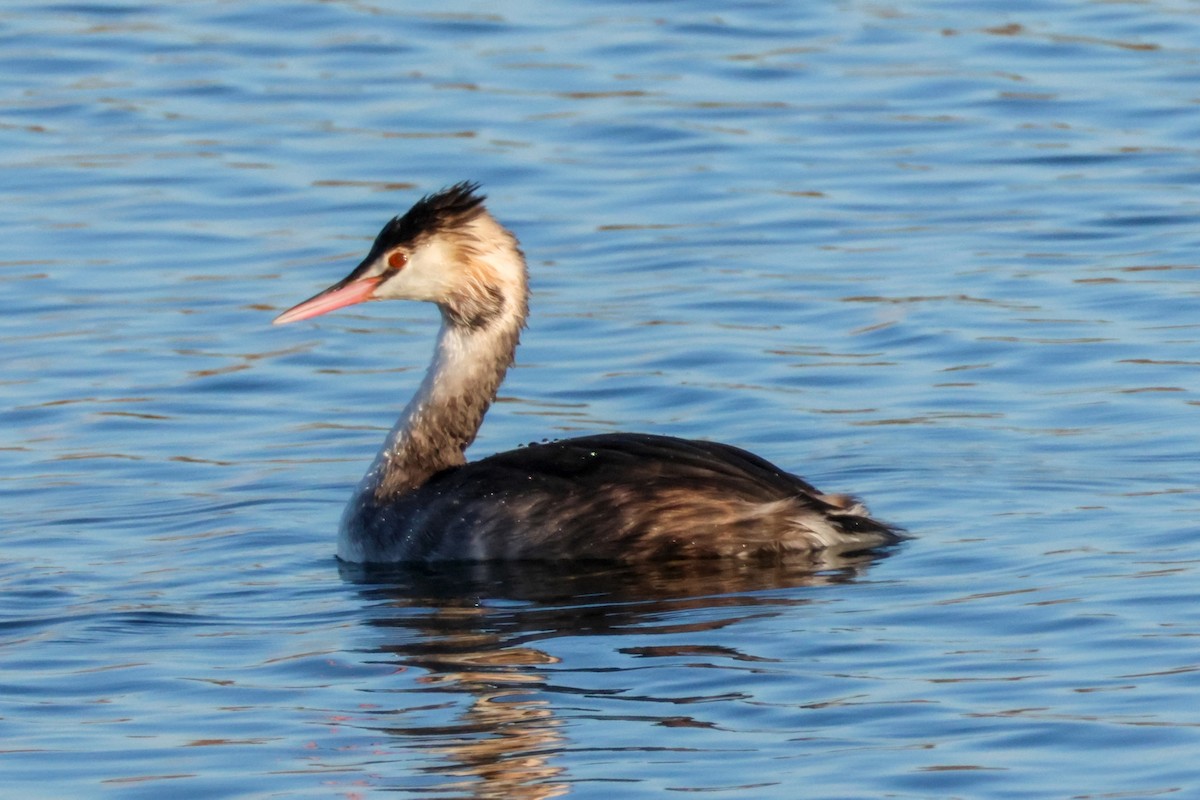 Great Crested Grebe - ML611667857