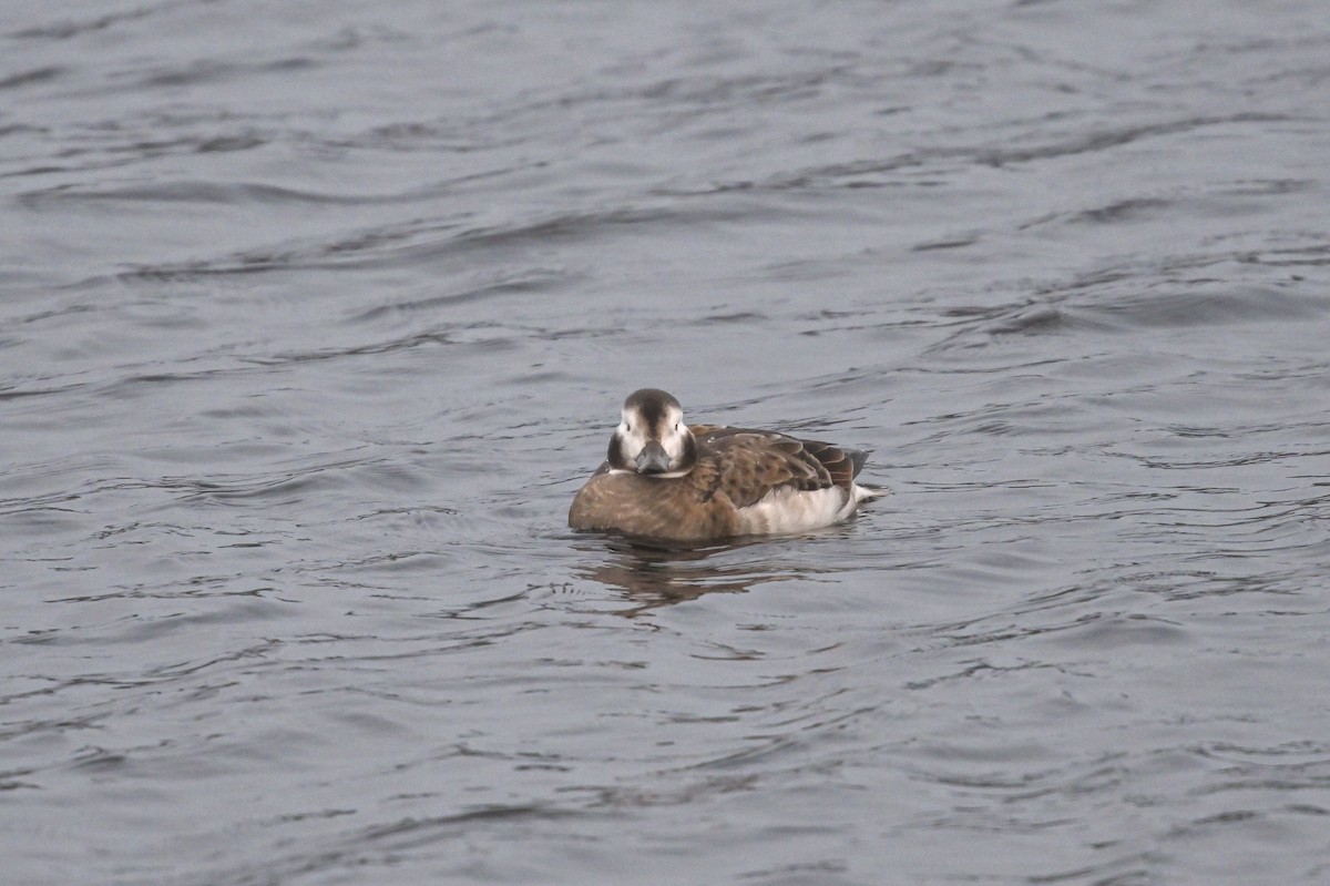 Long-tailed Duck - ML611668087