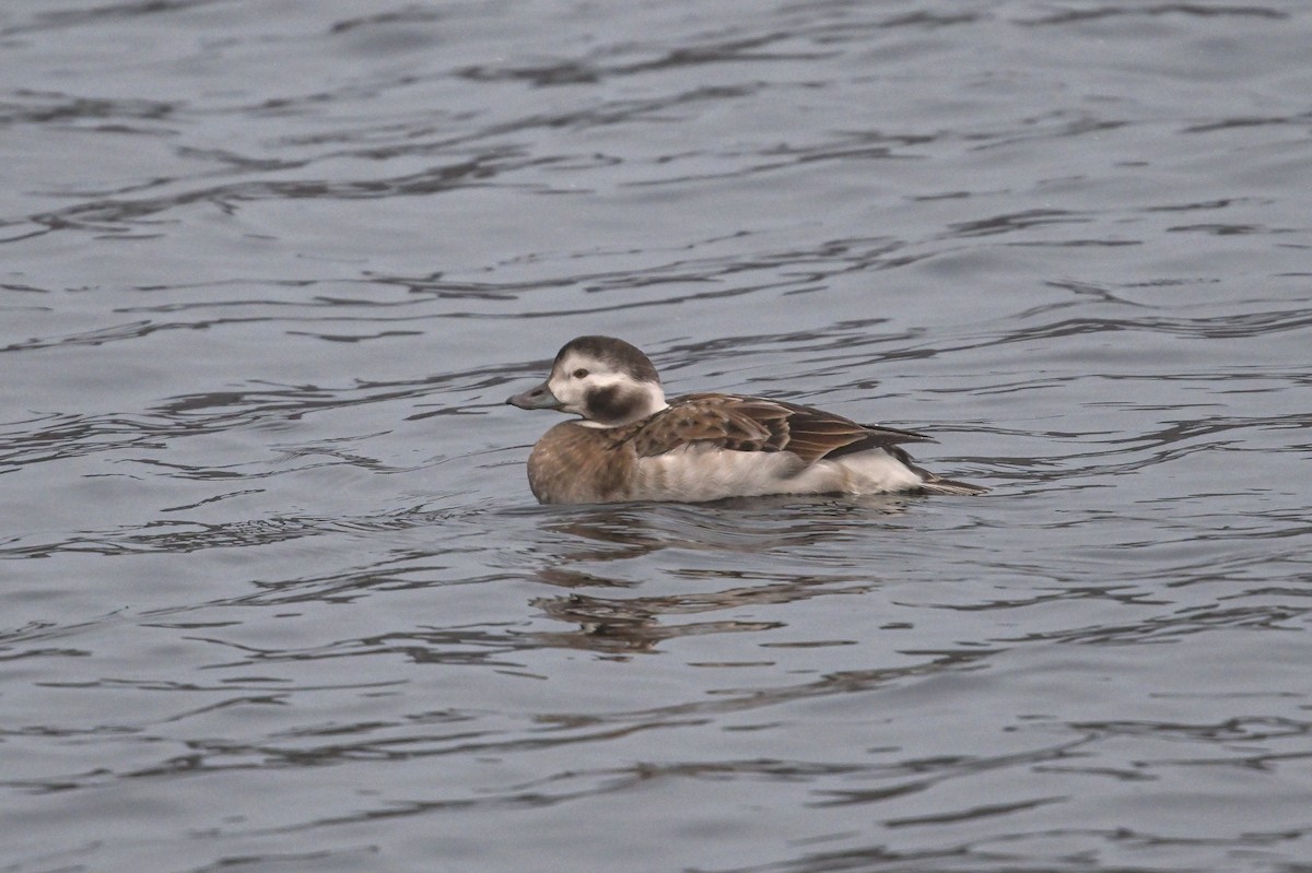 Long-tailed Duck - ML611668088
