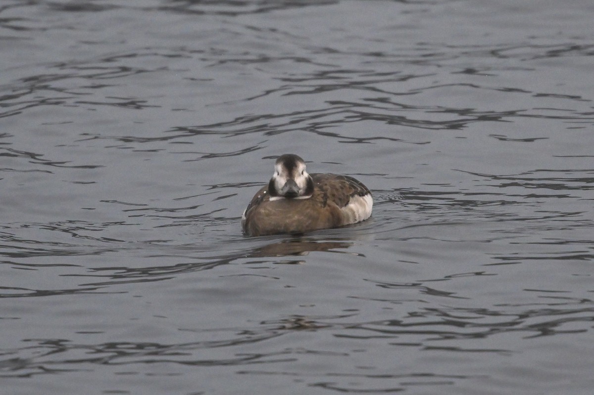 Long-tailed Duck - ML611668089