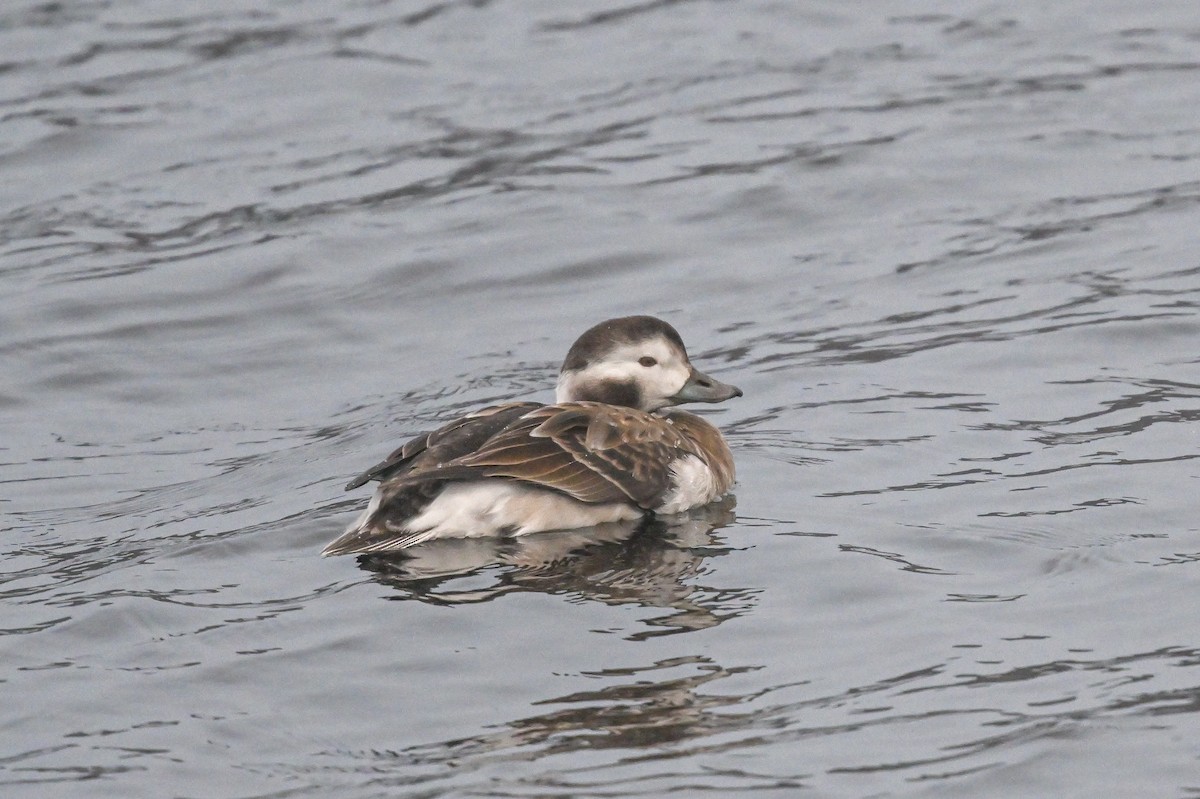 Long-tailed Duck - ML611668090