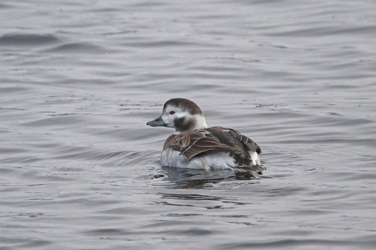 Long-tailed Duck - ML611668091