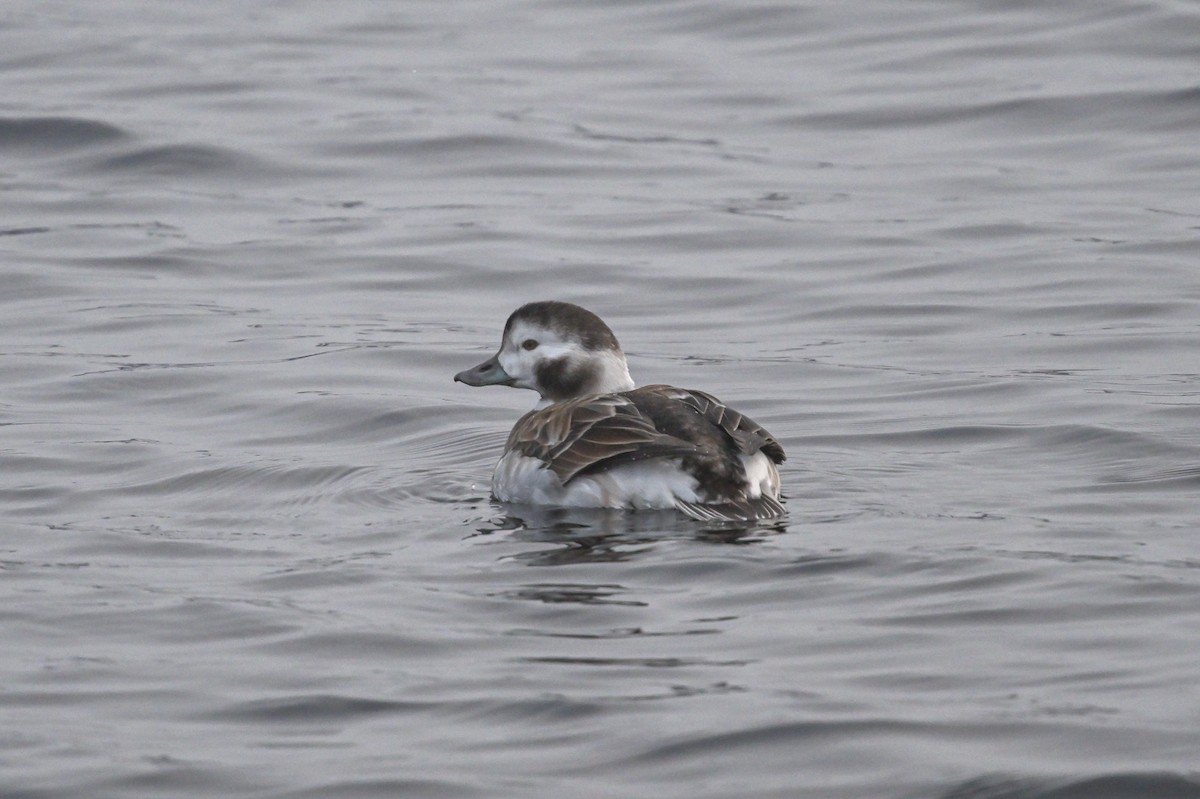 Long-tailed Duck - ML611668092