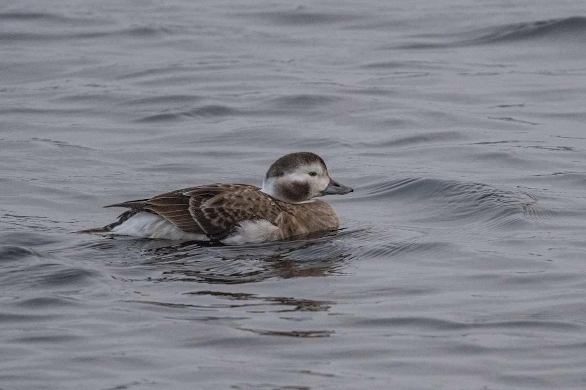 Long-tailed Duck - ML611668093