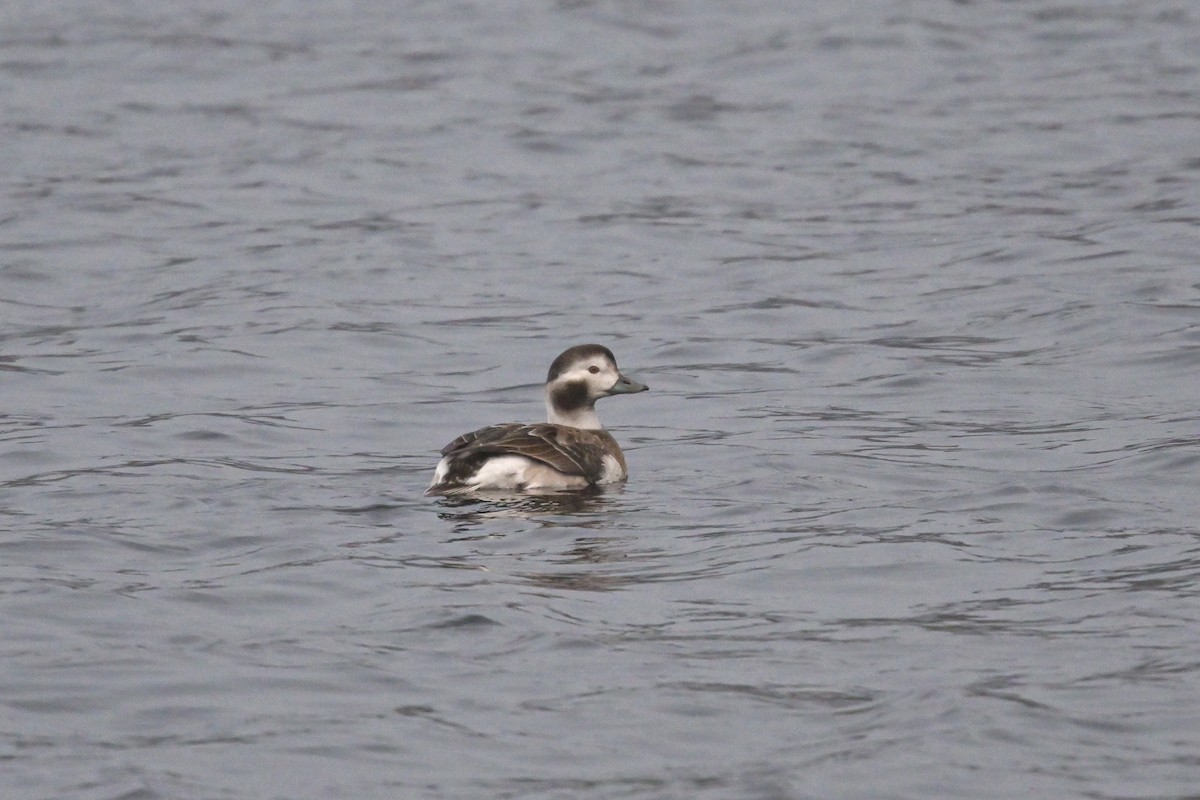 Long-tailed Duck - ML611668107