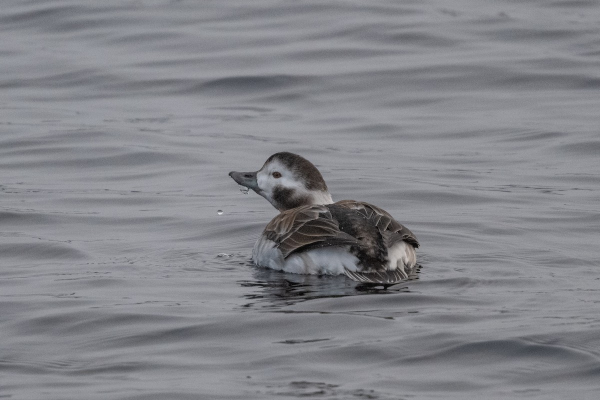 Long-tailed Duck - ML611668118