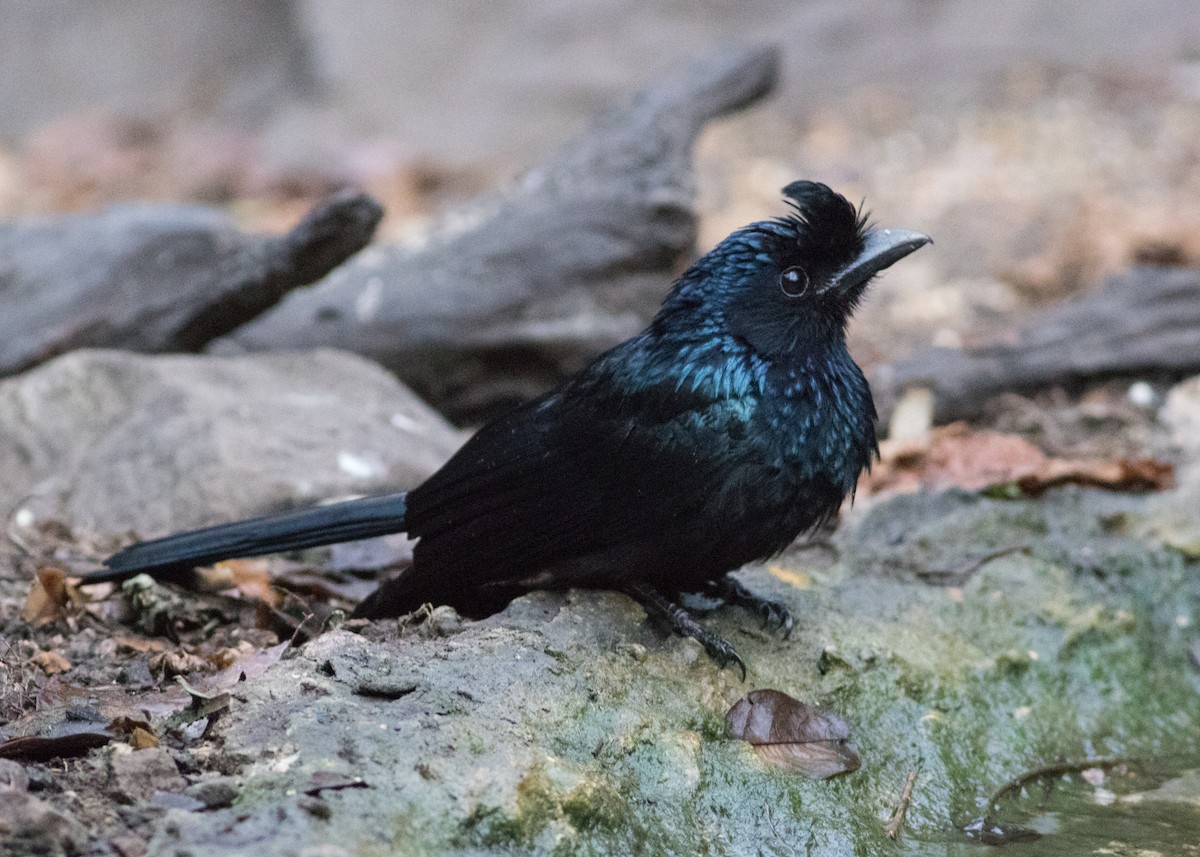 Greater Racket-tailed Drongo - ML611668234