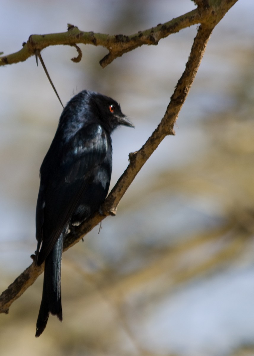 Fork-tailed Drongo - ML611668272