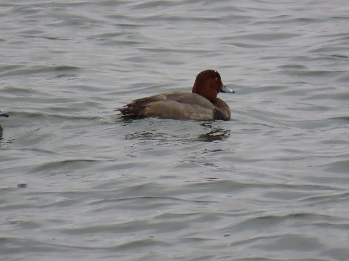 Redhead - ML611668358
