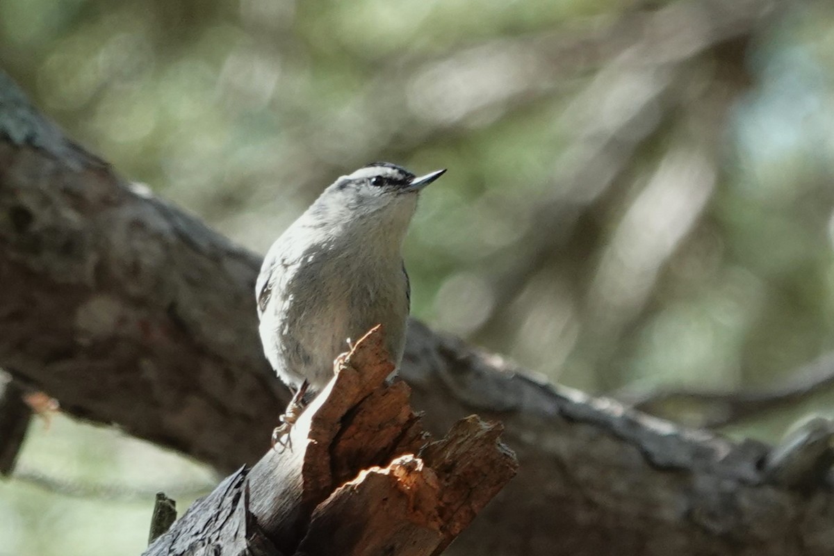 Corsican Nuthatch - ML611668572