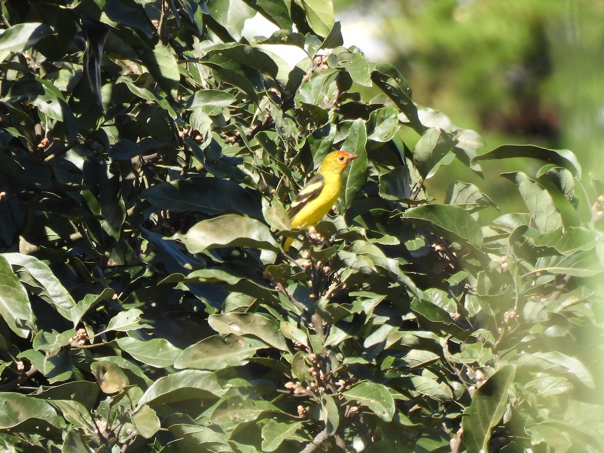 Western Tanager - ML611668771