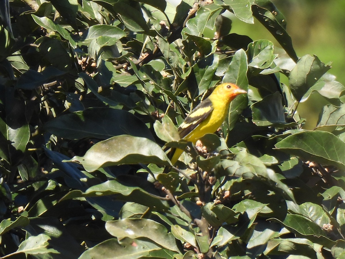 Western Tanager - ML611668772