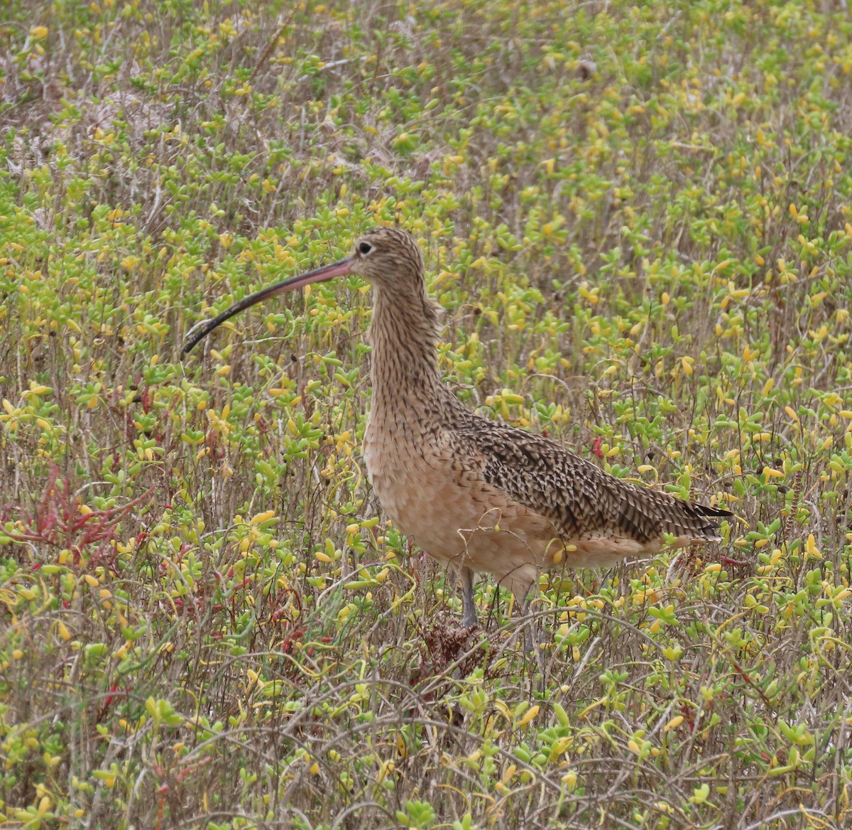 Long-billed Curlew - ML611668786