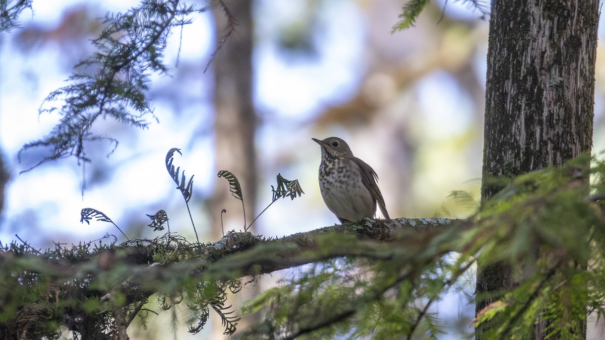 Hermit Thrush - ML611668791