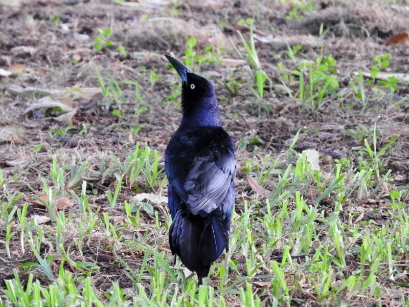 Great-tailed Grackle - ML61166881