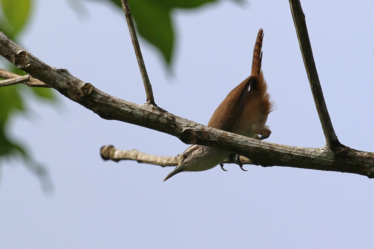 Isthmian Wren - ML611668840