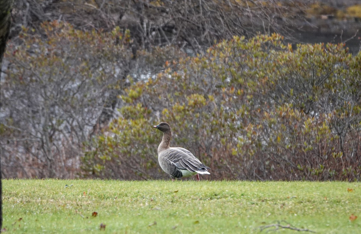Pink-footed Goose - ML611668863