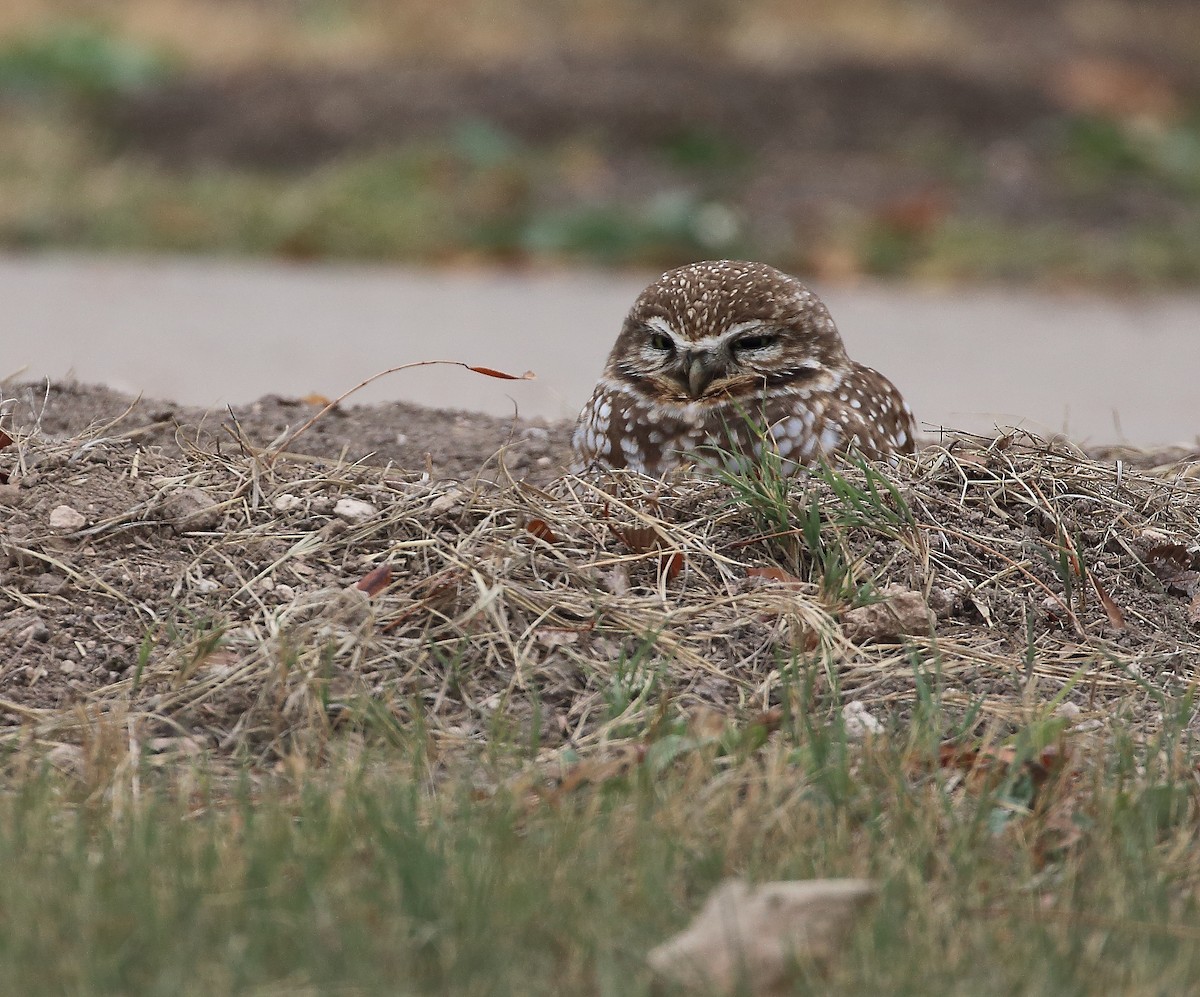 Burrowing Owl - ML611668864