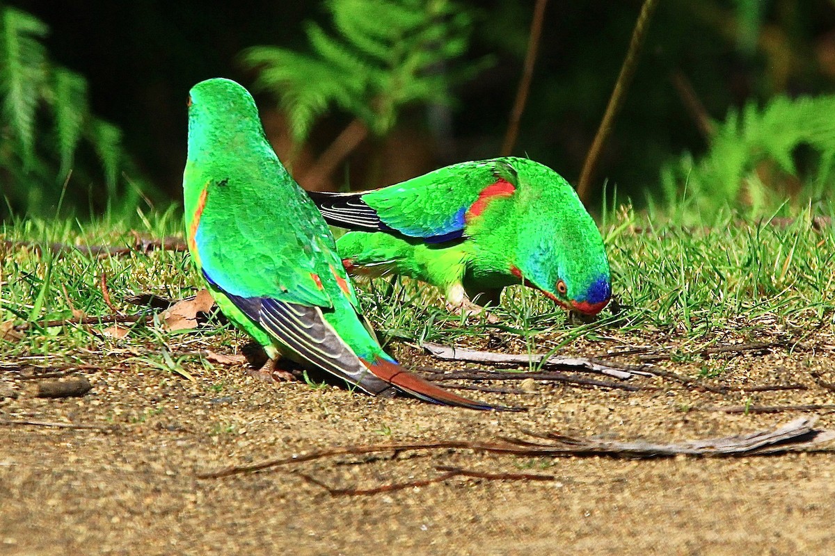 Swift Parrot - ML611668873