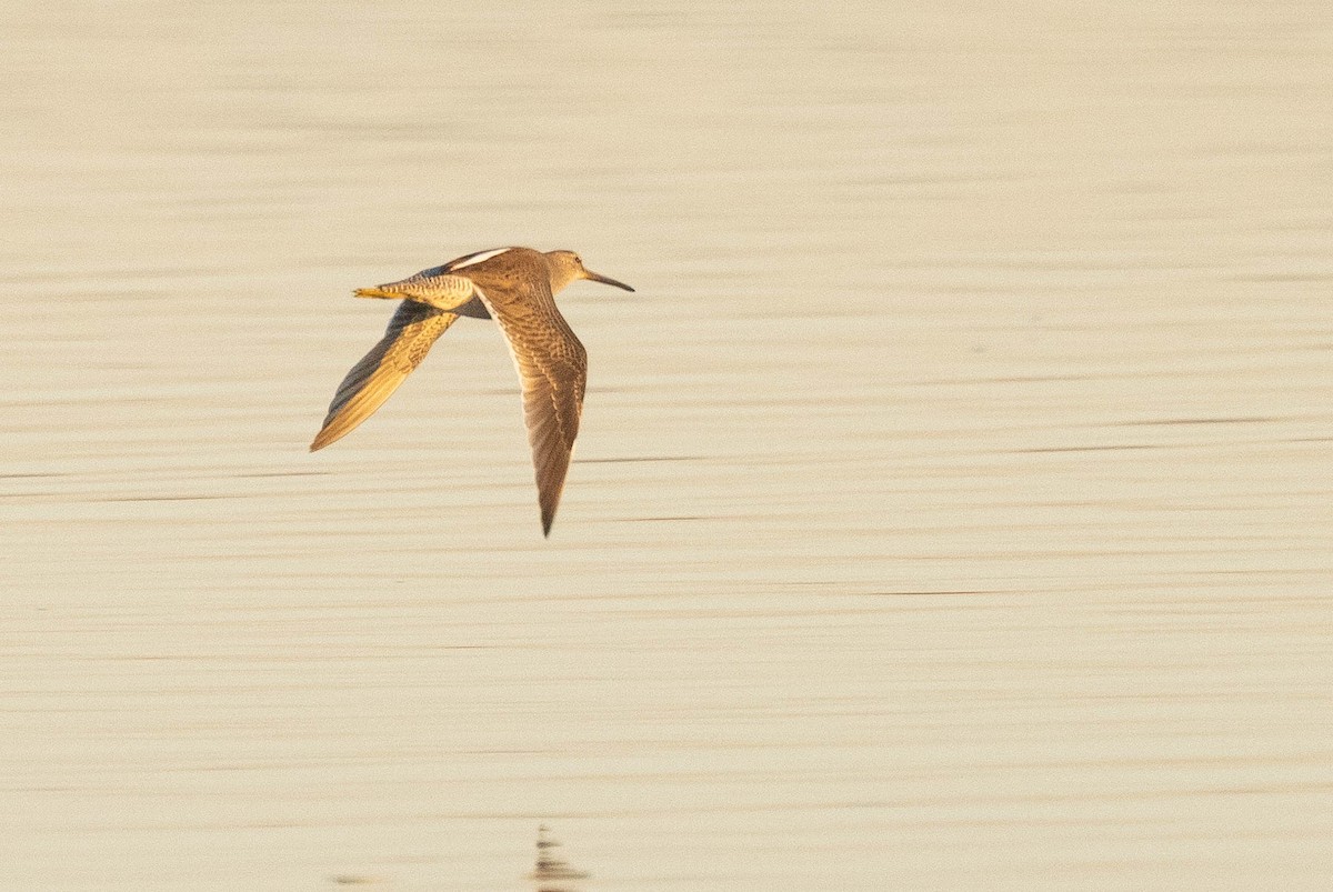 Long-billed Dowitcher - ML611668878
