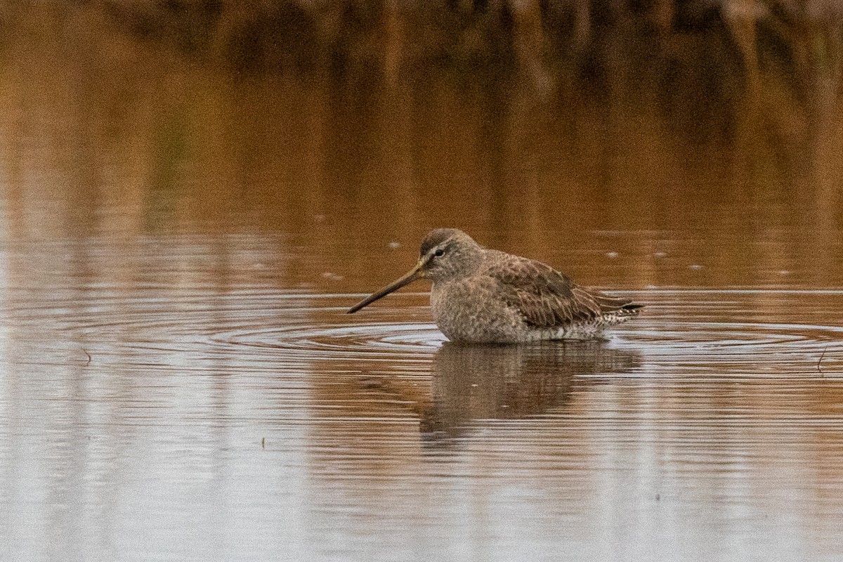 Long-billed Dowitcher - ML611668884
