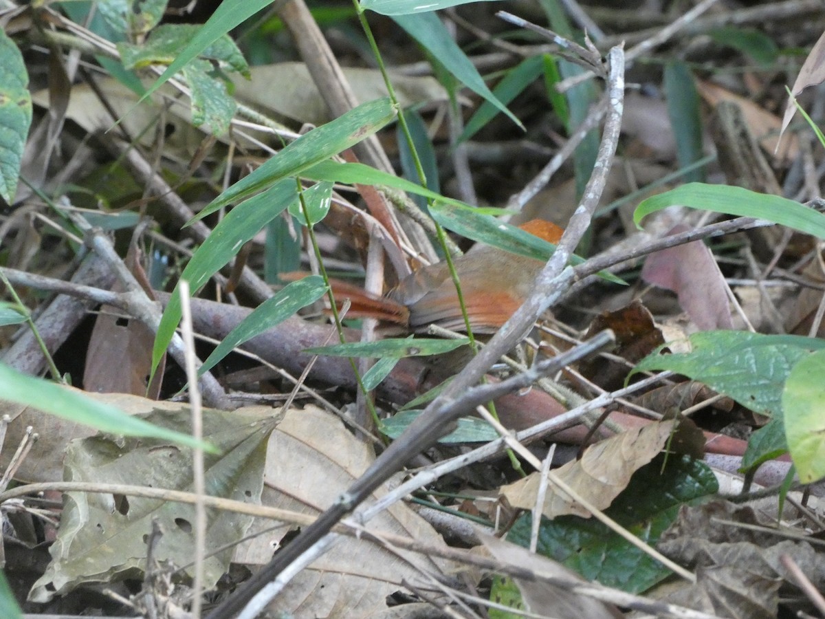 Rufous-capped Spinetail - ML611668886