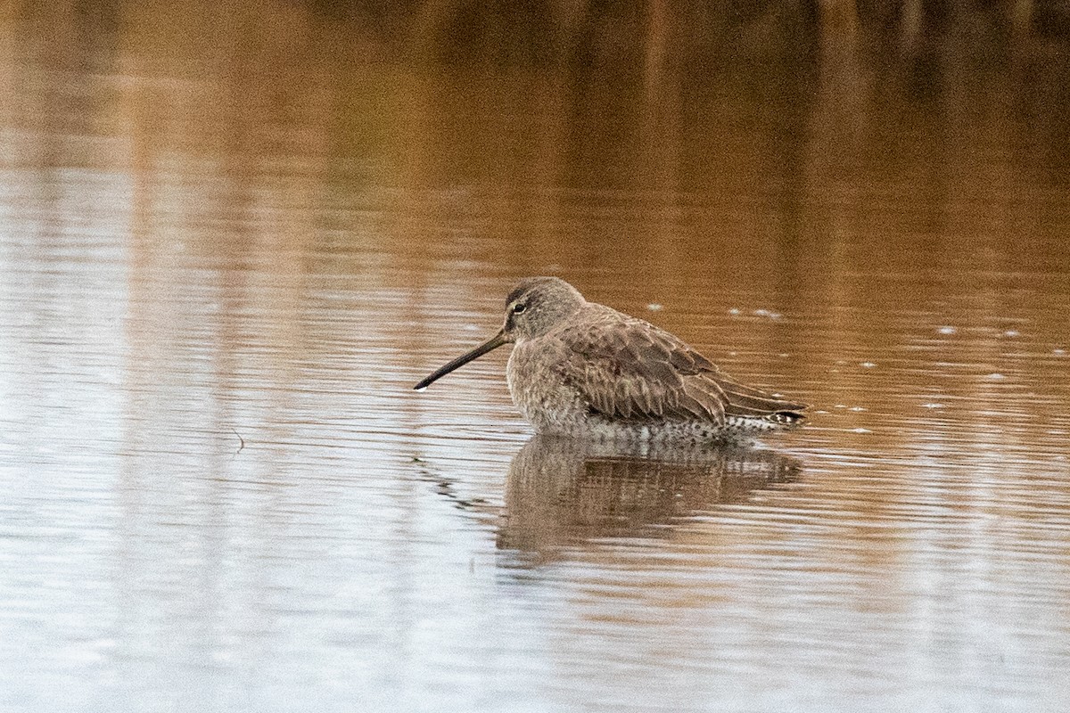 Long-billed Dowitcher - ML611668890