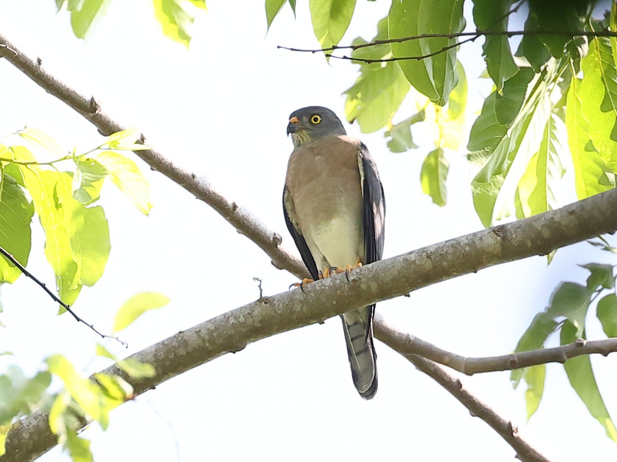 Chinese Sparrowhawk - ML611668909