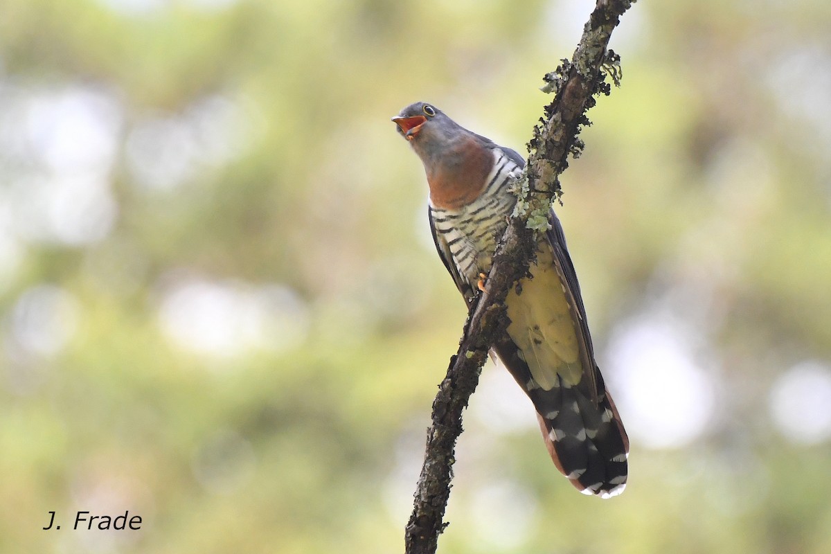 Red-chested Cuckoo - ML611669025