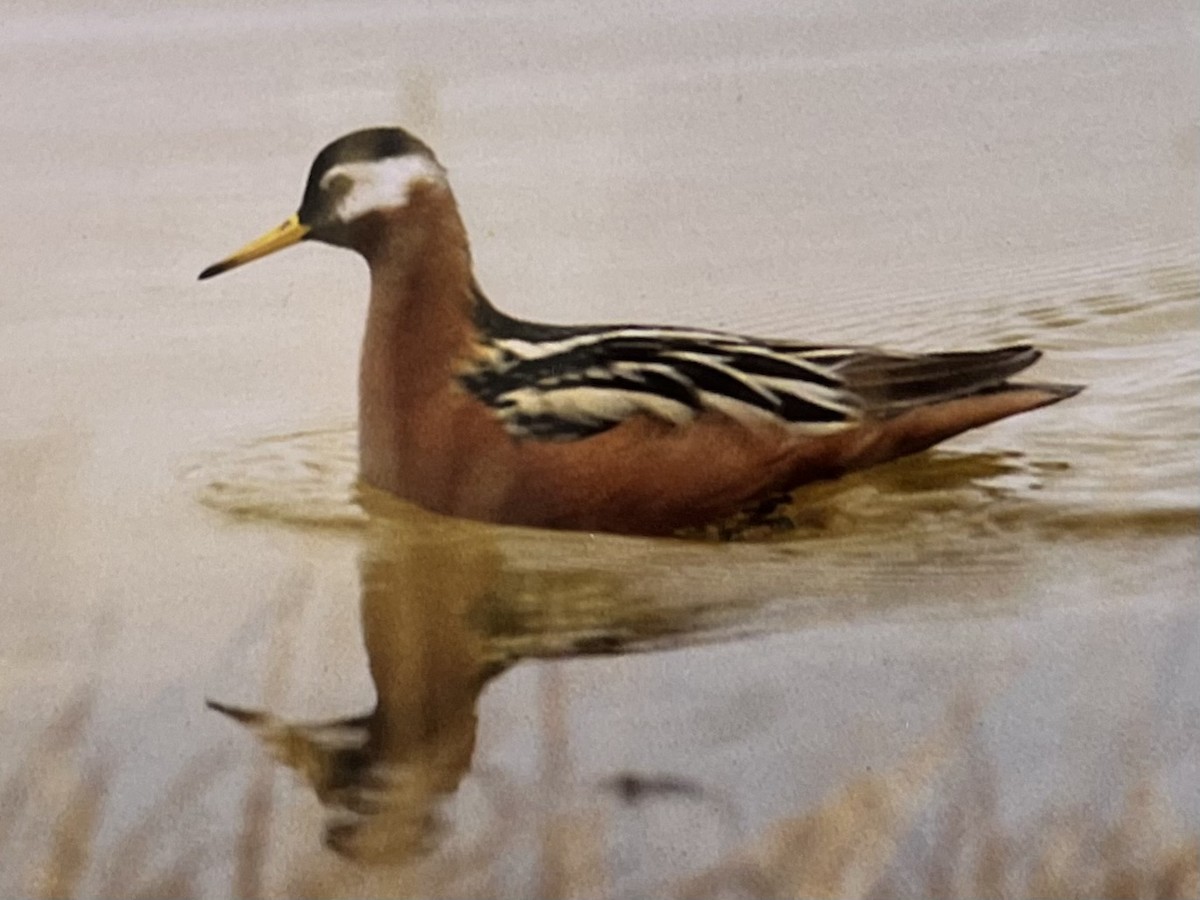 Red Phalarope - ML611669034