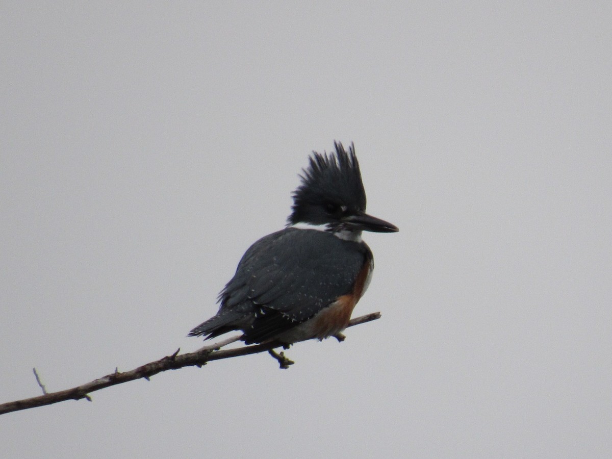 Belted Kingfisher - Mike Partridge