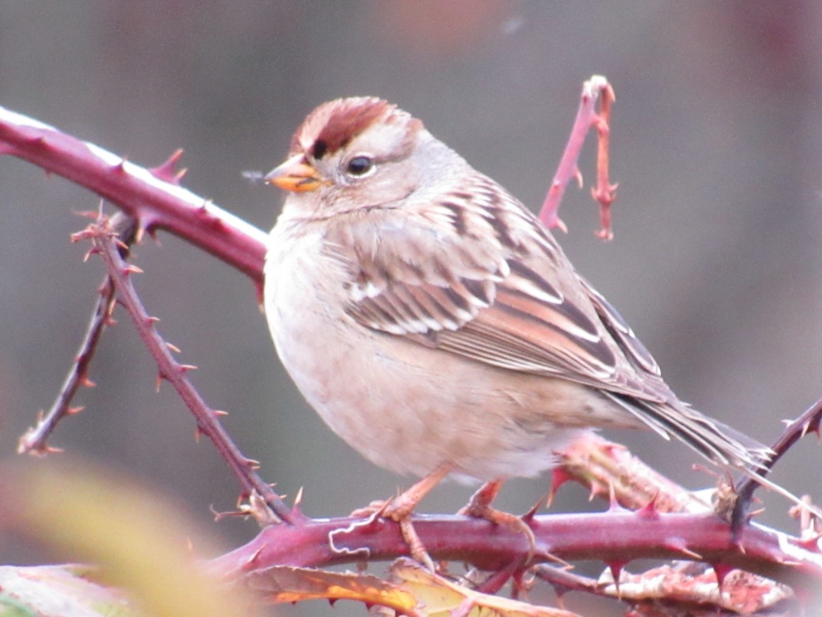 White-crowned Sparrow - Mike Partridge