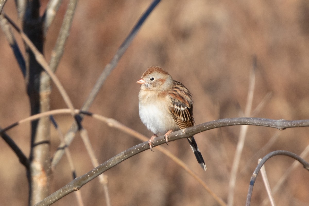 Field Sparrow - ML611669362