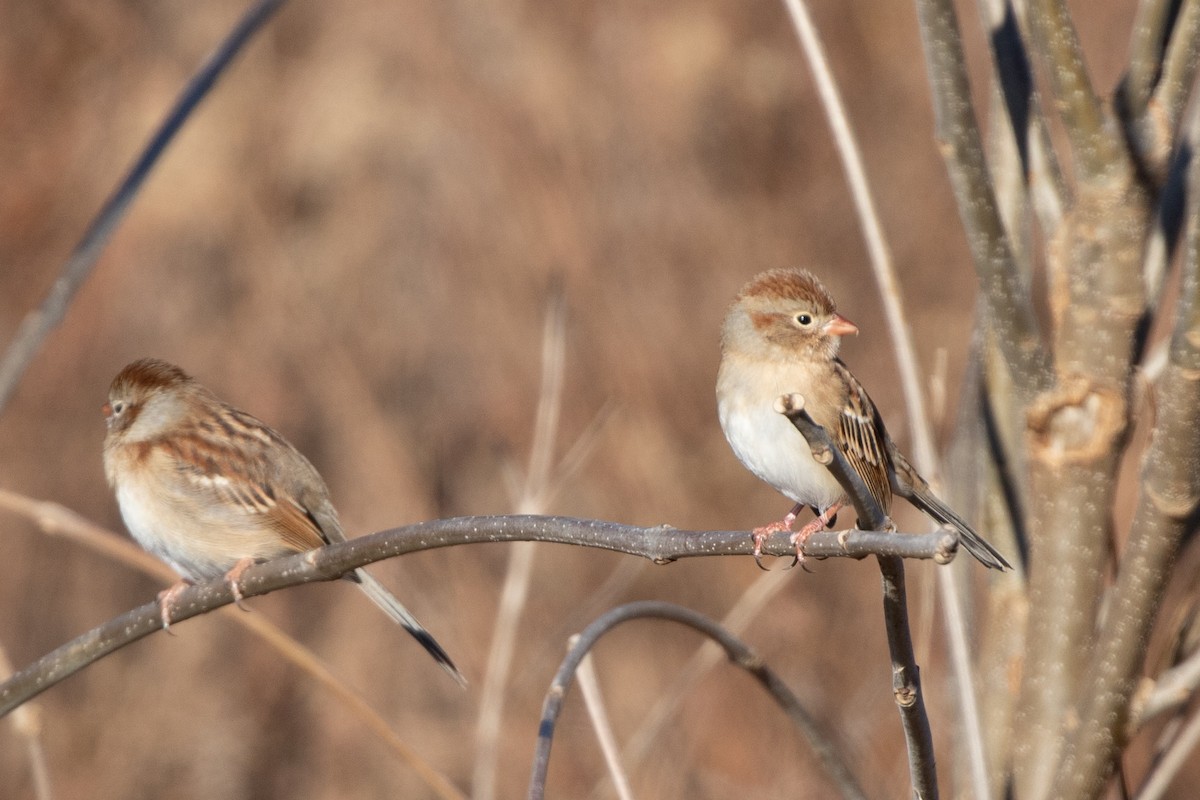 Field Sparrow - ML611669368