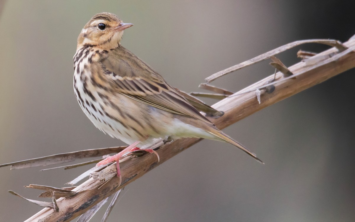 Olive-backed Pipit - ML611669455