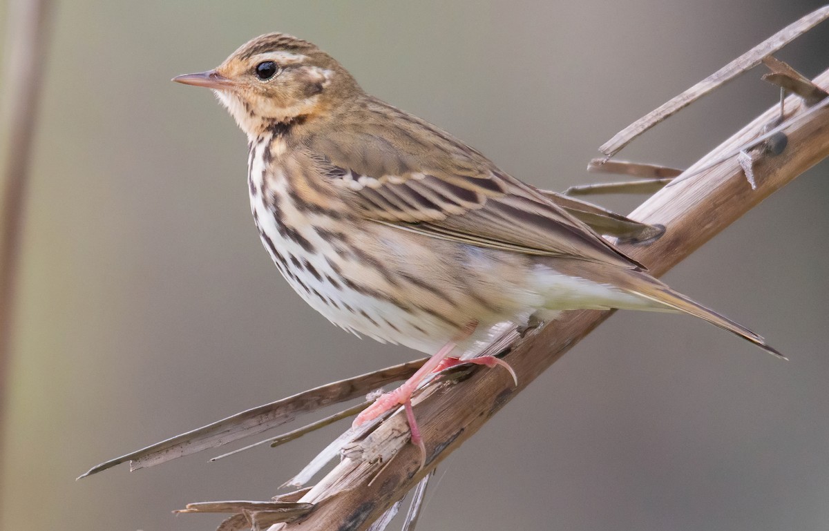Olive-backed Pipit - ML611669456