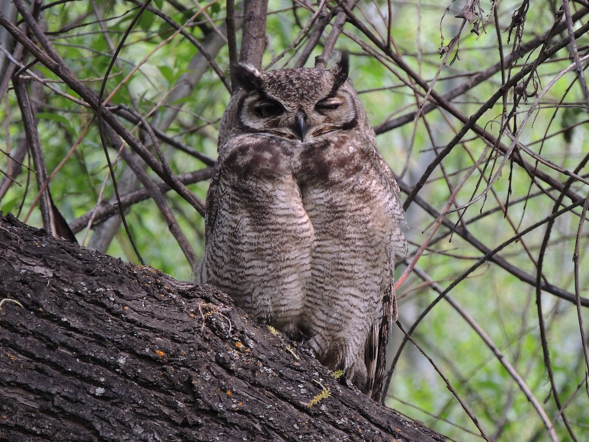 Lesser Horned Owl - ML611669499