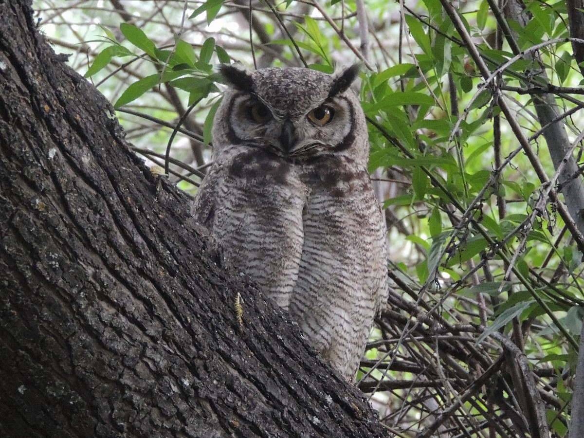 Lesser Horned Owl - ML611669500