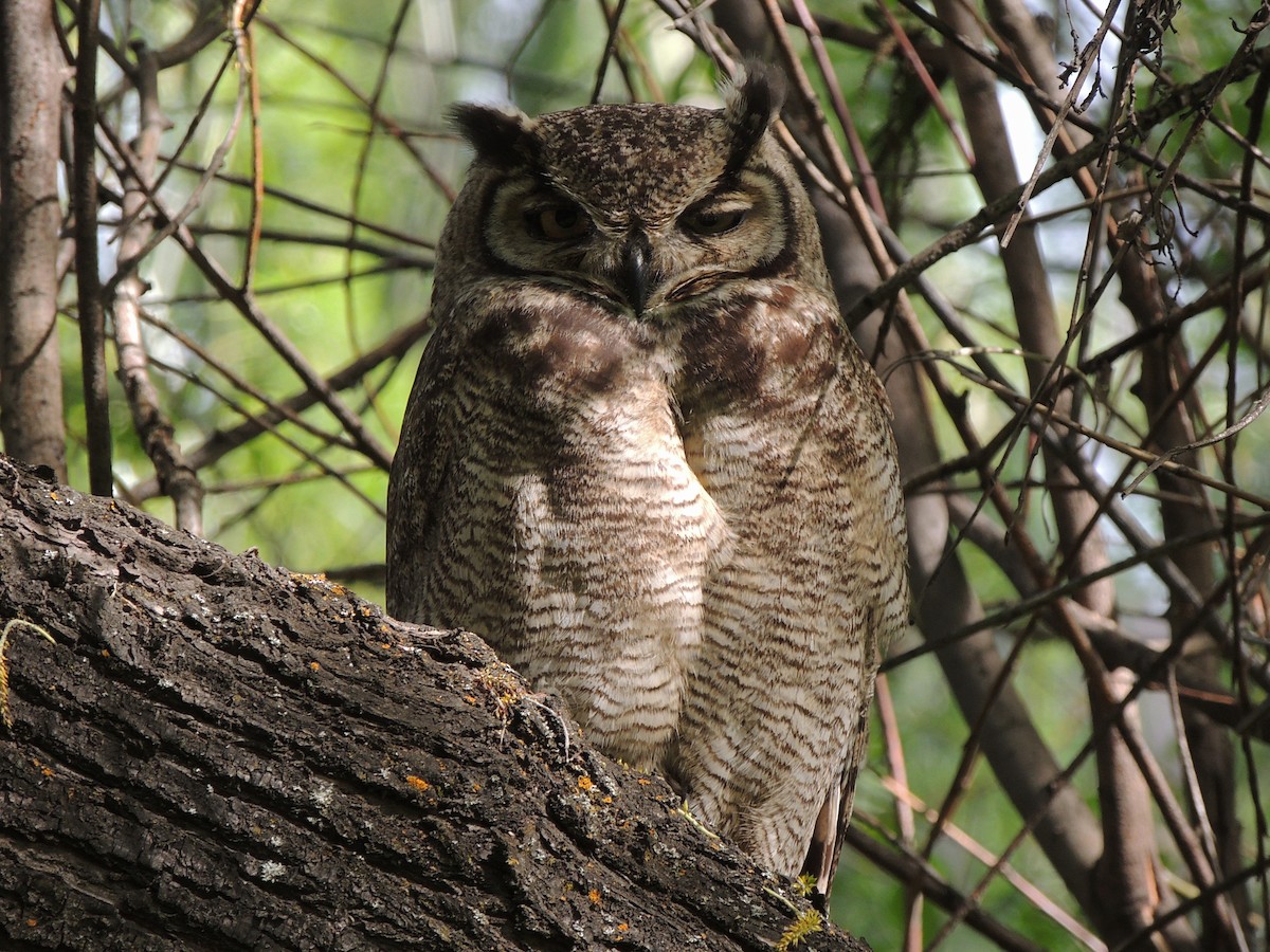 Lesser Horned Owl - ML611669501